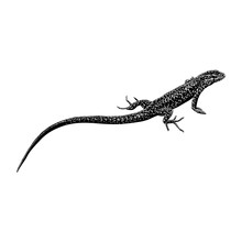 Lazarus Lizard Hand Drawing Vector Illustration Isolated On Background.
