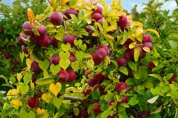 Wall Mural - Fresh apples growing on trees at an apple orchard