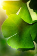 © Simi Jois - Ginkgo leaf
