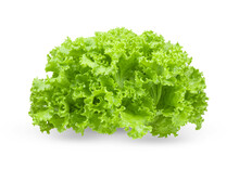 Fresh Green Lettuce Salad Leaves Isolated On Transparent Png