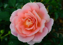 A Beautiful Pink Hybrid Tea Rose In The Garden