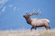 A bull elk prancing atop a mountain ridge