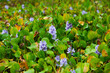 Water hyacinth (Eichhornia crassipes) in the Guaporé - Itenez river, near the village of Remanso, Beni Department, Bolivia, on the border with Rondonia state, Brazil