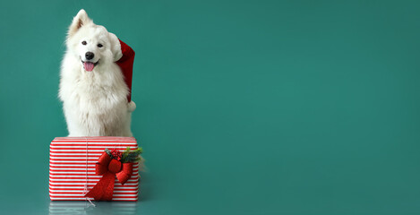 Wall Mural - Cute Samoyed dog in Santa hat and with Christmas gift on green background with space for text