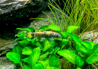 Aquarium fish Garra flavatra - Panda Garra on the Anubias plant in the green plant aquarium.	