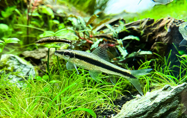 Poster - The Siamese Algae-eater (Crossocheilus oblongus) in the green home aquarium with Bucephalandra plants.