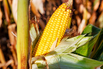 Cobs of juicy ripe corn in the field close-up. The most important agricultural crop in the world. Corn harvesting. Growing food. A bountiful harvest.