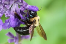 Macro Shot Of An Eastern Carpenter Bee Collecting Nectar From A Purple Flower