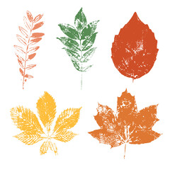 Wall Mural - Set of colorful isolated autumn leaves with transparent background. Grunge foliage stamps. 