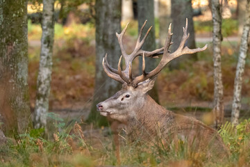 Wall Mural - Un cerf couché dans une forêt pendant la période du brame