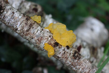 Close-up Of Yellow Mushroom Called Tremella Mesenterica On A Dead White Birch Trunk. Popular Names Are Yellow Brain, Golden Jelly Fungus, Yellow Trembler