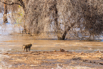 Poster - Olive baboon (Papio anubis), also called the Anubis baboon, by water in Lake Manyara National Park in Tanzania