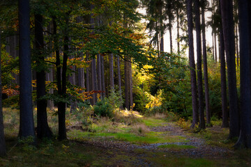 Wall Mural - Path in autumn forest. Fall in Europe.