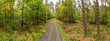 las jesienią i droga leśna, panorama