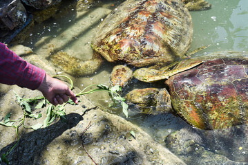 Wall Mural - Person feeding the sea turtles with grass