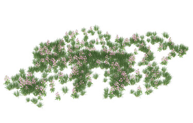 Wall Mural - Field of flowers on transparent background. 3d rendering - illustration