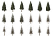 set of fir trees isolated sequoia