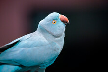 Close Up Of A Blue Indian Ring Neck Bird On Dark Background