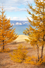Wall Mural - baikal lake. bright autumn landscape with yellowed larches on the coast of olkhon island on a sunny 