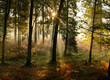 Jesień w lesie o poranku