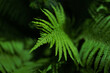 Dark green fern leaves background.  Leaf  branches in the forest.