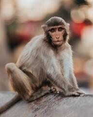 Poster - Closeup shot of a resting Indochinese rhesus macaque (Macaca mulatta) on a blurred background