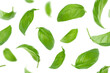 Seamless pattern of basil leaves flying over white background.