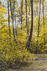  Beautiful autumn forest. Fall