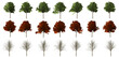 Ahorn tree set seasons with transparent background