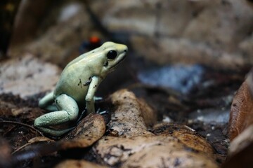 closeup shot of a golden poison frog (phyllobates terribilis)