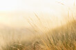 Zen warm autumn background with yellow fluffy and softness  dry grass on alpine meadow in golden sunset light closeup, blur. Quiet, gentle, serenity of natural fields countryside background.