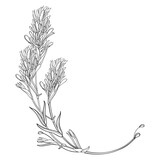 Fototapeta Kosmos - Corner bunch with outline Castilleja or Indian paintbrush flower, bud and leaves in black isolated on white background.