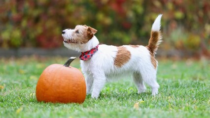 Wall Mural - Cute funny playful pet dog puppy running to a pumpkin in autumn. Halloween, fall or happy thanksgiving concept.