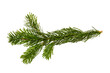 Branch of Nordmann Fir Christmas Tree. Green pine, spruce branch with needles. Isolated on white background. Close up top view
