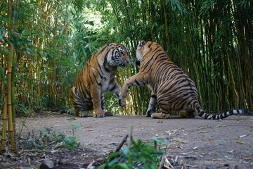 Wall Mural - Two Bengal tigers surrounded by green vegetation.