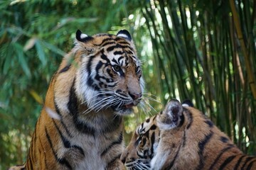 Poster - Closeup of two Bengal tigers against the blurry background.