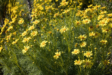 Yellow flower in the sunlight