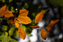 Brown Beech Leaves In The Backlight During Fall.