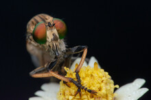 Close Up Shot Of A Robber Fly Asilidae On A Flower With Black Background 