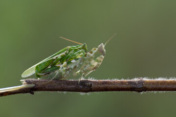 Wall Mural - close up shot of jeweled flower mantis Creobroter gemmatus pair mating on a branch with bokeh background 