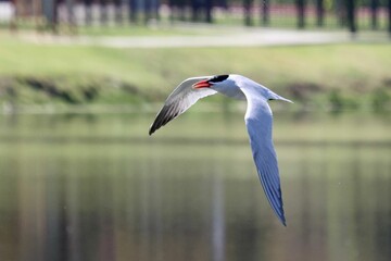 Sticker - Beautiful shot of a Common tern flying over the pond on blurry background