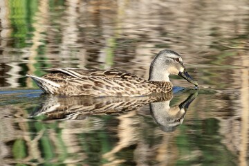 Sticker - Beautiful shot of a mallard duck floating on the water surface