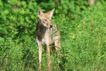 Sticker - Portrait of a Golden jackal standing in the grass on a natural background