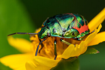 Wall Mural - Close up of A metallic stink bug scutelleridae on a yellow flower with bokeh background 