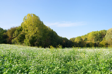 Canvas Print - The Thérouanne valley  in Seine et Marne country 