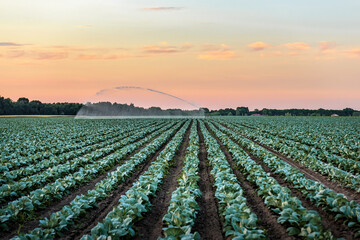 Irrigation sprinklers in green vegetable garden. Industrial cabbage plantation. Watering plants.