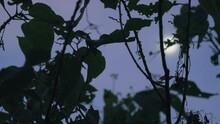 Mysterious Frame Silhouette Of A Vine Thicket Against The Background Of The Night Sky With A Bright Full Moon. Dramatic Close-up View Through The Undergrowth Of The Night Sky. Film Grain Texture.