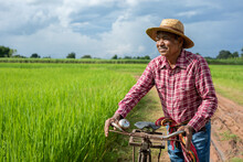 Portrait Elderly Asian Farmer Wearing A Shirt And Wicker Hat With Bicycle Standing In Green Rice Field. Senior Man Farmer In Countryside Thailand.