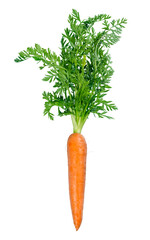 Canvas Print - Fresh carrot isolated on white background