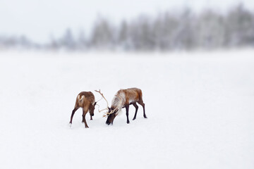 a group of red deer on a winter snowy background. christmas background with snow. deers isolated on 